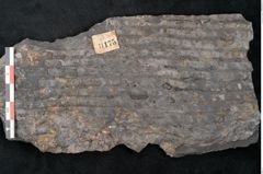 Foto (Detailansicht) von Sigillaria sp.  (NHMW-GEO-2024-0188-11175)